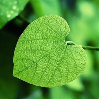 锐捷网络EDN方案正式发布 园区网...